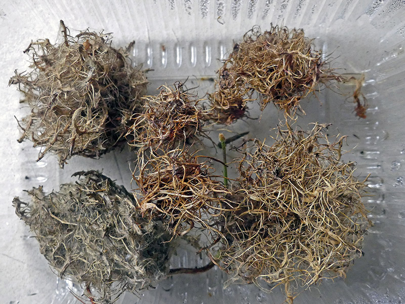 Neuroterus q. b. con parassitoide